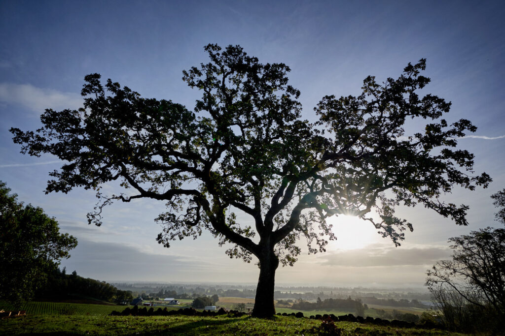 witness tree banner