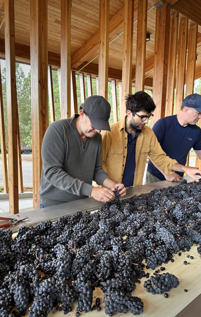 grape picking