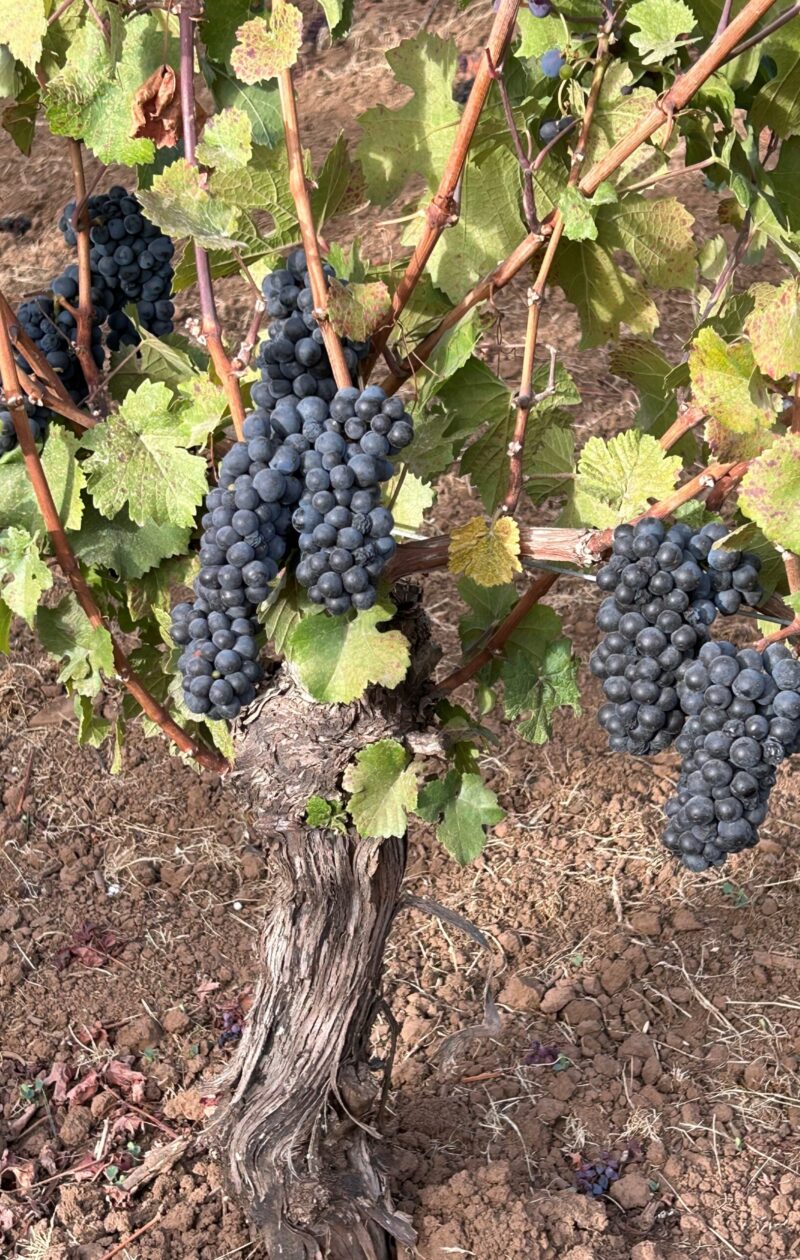 pinot thick vine