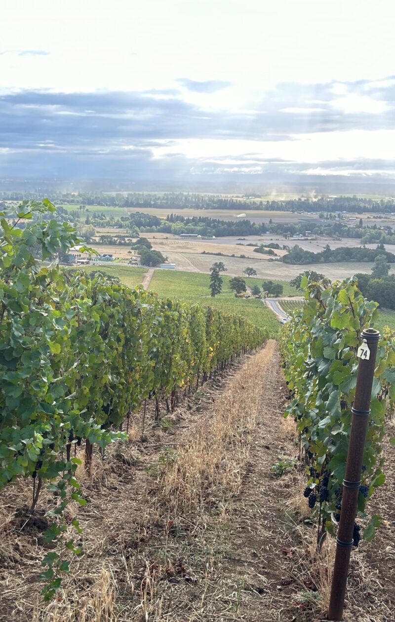 vineyard page photo 1