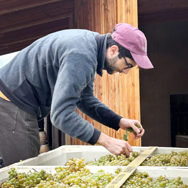 Alban picking grapes